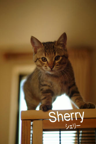 Sherry