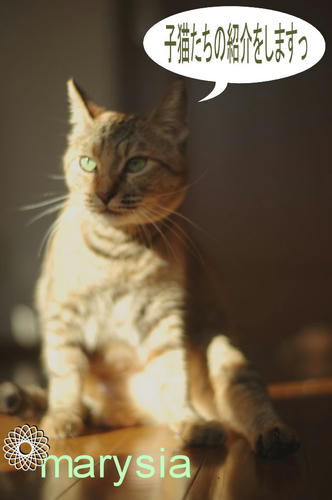 子猫紹介