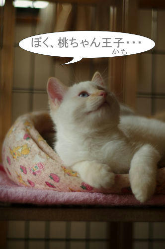 桃王子