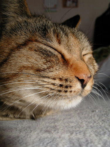 neco
