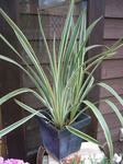 DSCF1258.JPG