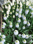 DSCF1259.JPG