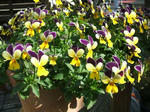 DSCF1266.JPG
