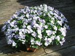 DSCF1267.JPG