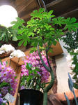 DSCF1284.JPG