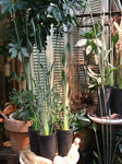 DSCF1339.JPG