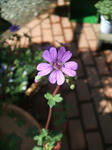 DSCF1348.JPG