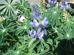 DSCF1350.JPG