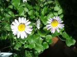 DSCF1470.JPG