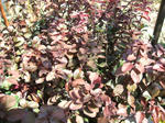 DSCF1475.JPG