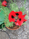 DSCF1536.JPG