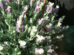 DSCF1585.JPG