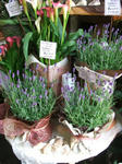 DSCF1668.JPG