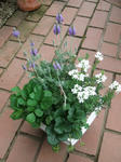 DSCF1621.JPG
