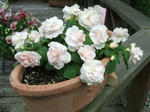 DSCF1687.JPG