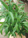 DSCF1711.JPG