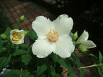 DSCF1709.JPG