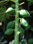 DSCF1778.JPG