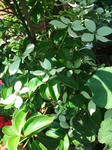 DSCF1786.JPG