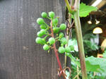 DSCF1803.JPG