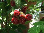 DSCF1882.JPG