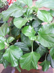 DSCF1921.JPG