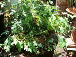 DSCF1898.JPG