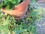 DSCF1978.JPG