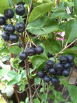 aronia__.jpg