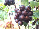 aronia3__.jpg