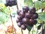 aronia3__.jpg