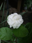 DSCF1999.JPG