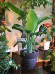 DSCF2047.JPG