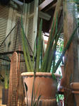 DSCF2046.JPG