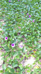 DVC00415.JPG