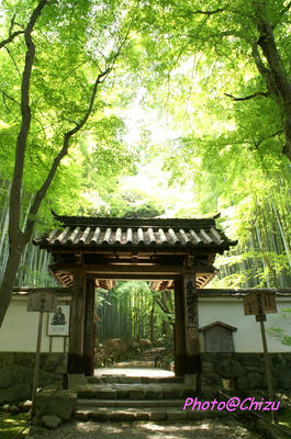 竹林
