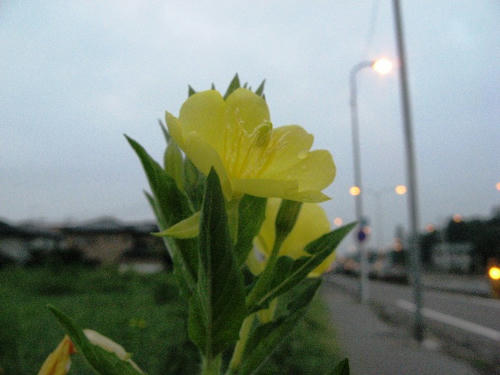 IMG_54850000.JPG