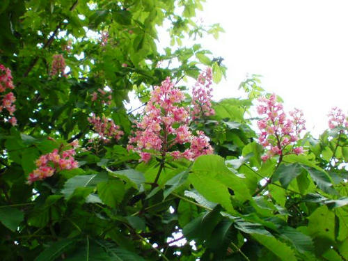 20090519135109.jpg