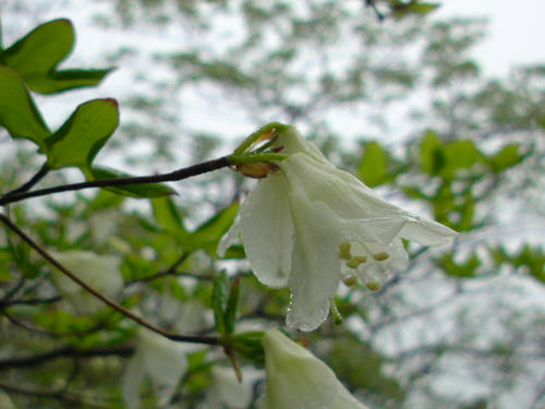 DSC00610.JPG