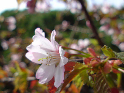 DSC00656.JPG