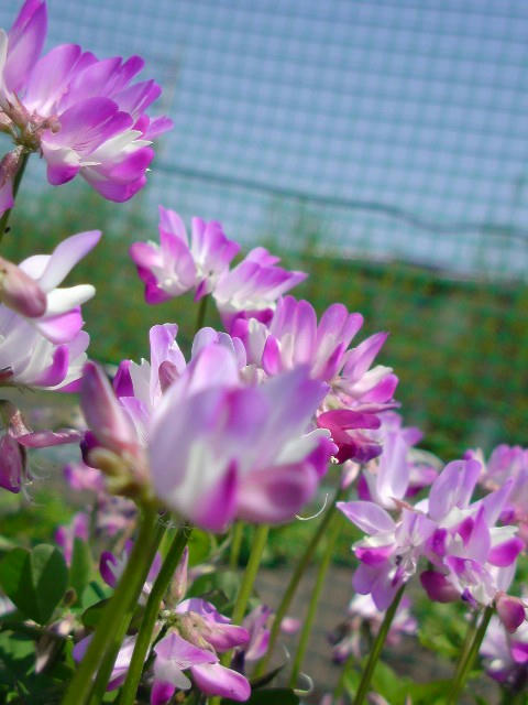 DSC00418000.JPG