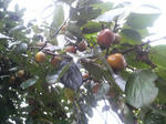 2010092617140000.jpg