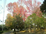 2010111012590000.jpg