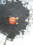 2011013108100000.jpg