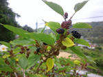 DSC_0084.jpg