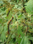 dsc005790924.jpg