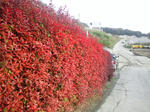 DSC_1318.jpg