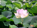 DSC_0050.jpg