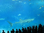 IMG0917.jpg