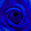 青薔薇同盟